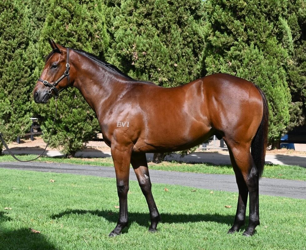 Un-named (Rommel – Treasureland)