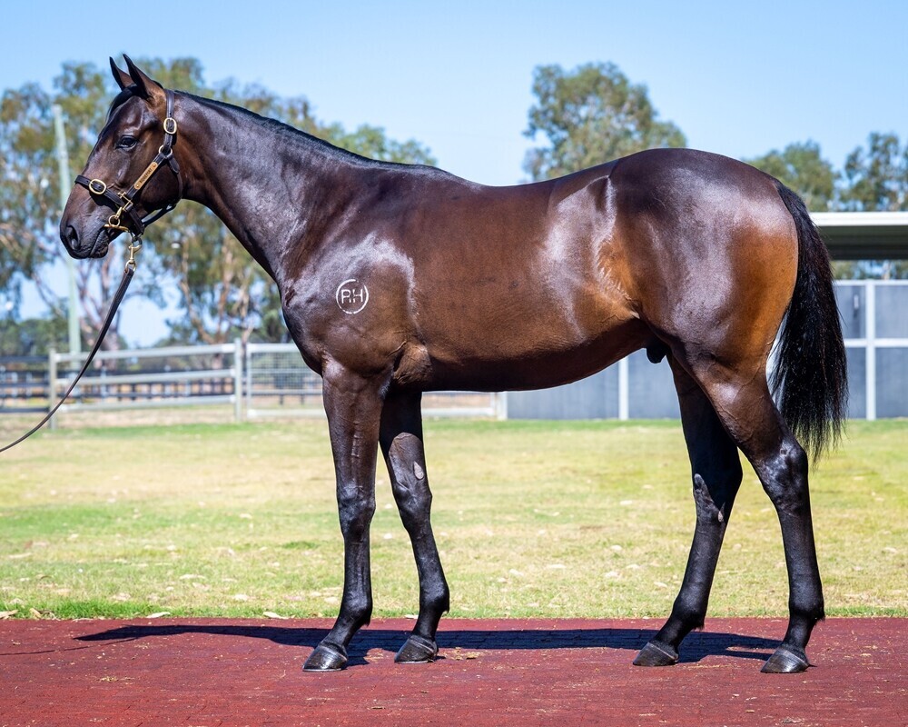 Un-named (Rommel – Piccola Signora)